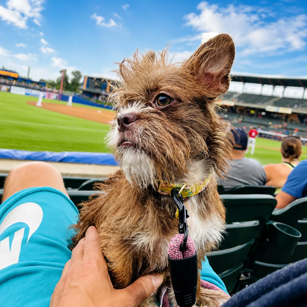 Joseph's scruffy rescue dog watching a ballgame from the stands