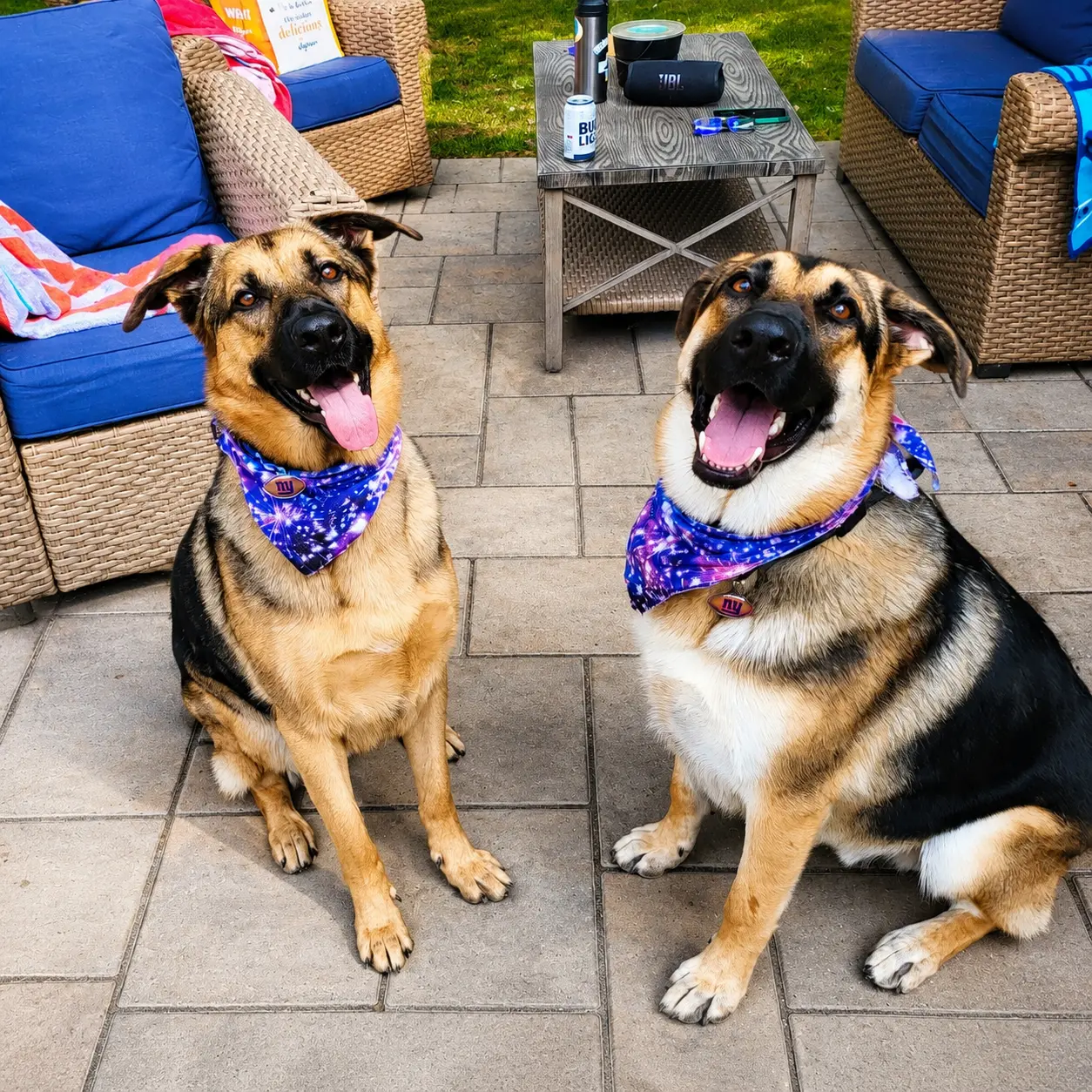 Andrew's two German shepherds sitting on the patio wearing matching bandanas